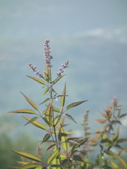 Vitex negundo heterophylla