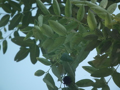 Styphnolobium japonicum