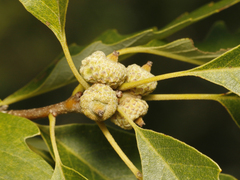 Quercus muehlenbergii