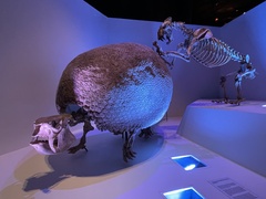 Glyptodon