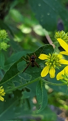Polistes fuscatus