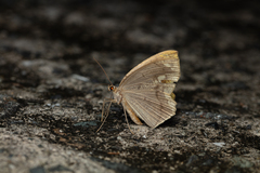 Pareumelea eugeniata