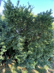 Prunus cerasifera