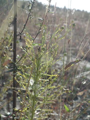 Linum stelleroides