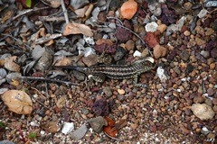 Microlophus indefatigabilis