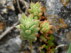 Sedum gypsophilum