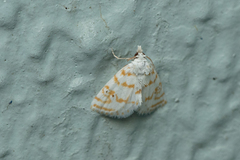 Patissa fulvosparsa