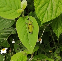 Sphenarium
