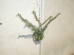 Hyoscyamus albus