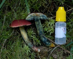 Xerocomellus ripariellus