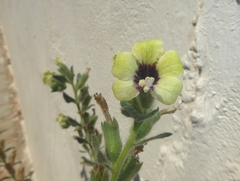 Hyoscyamus albus