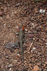 Microlophus indefatigabilis