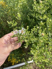 Symphyotrichum firmum