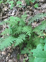 Thelypteridaceae