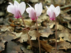 Cyclamen hederifolium