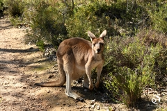 Macropus fuliginosus