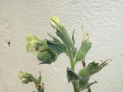 Hyoscyamus albus