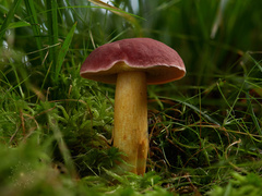 Xerocomellus ripariellus