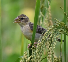 Ploceus philippinus