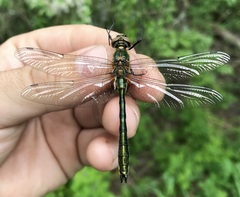 Cordulia aenea aenea