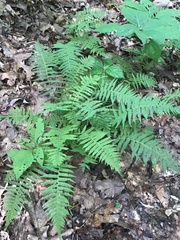 Thelypteridaceae