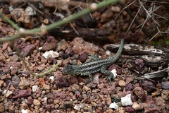 Microlophus indefatigabilis