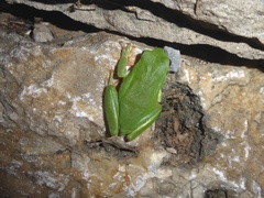 Hyla meridionalis