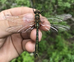 Cordulia aenea aenea