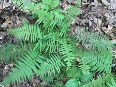 Thelypteridaceae