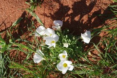 Oxalis annae