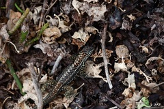 Microlophus indefatigabilis