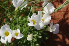 Oxalis annae