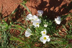 Oxalis annae