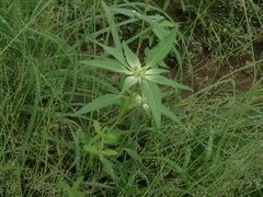 Euphorbia davidii