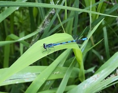 Coenagrion hastulatum