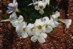 Oxalis annae