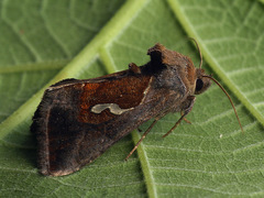 Macdunnoughia confusa