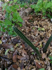 Acanthocereus oaxacensis
