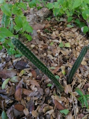 Acanthocereus oaxacensis