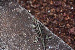 Microlophus indefatigabilis