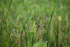 Ploceus philippinus
