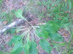 Primula veris macrocalyx