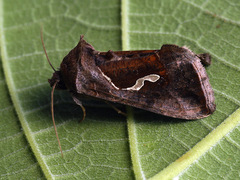 Macdunnoughia confusa