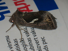 Macdunnoughia confusa