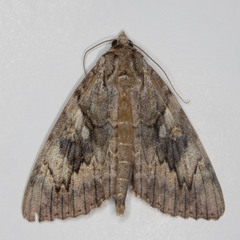 Catocala cerogama