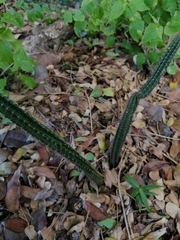 Acanthocereus oaxacensis