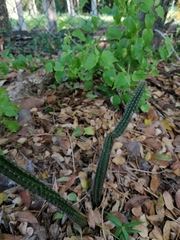 Acanthocereus oaxacensis