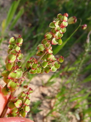 Rumex lativalvis