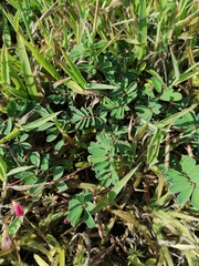 Indigofera miniata