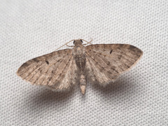 Eupithecia miserulata